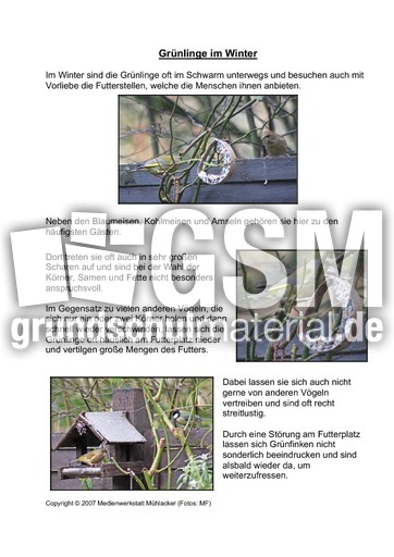 Grünling-Grünfink-im-Winter.pdf